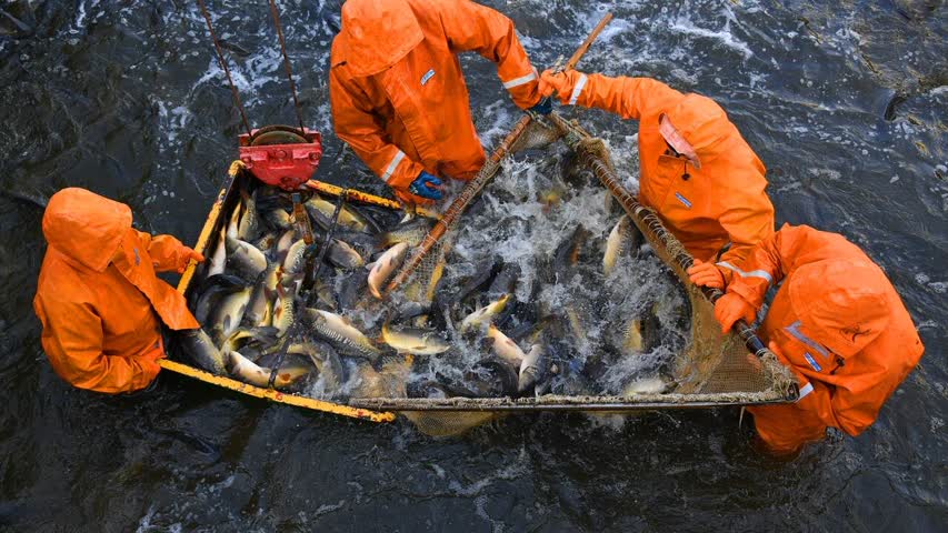 Фото - В России призвали перейти к потреблению рыбы по советскому типу