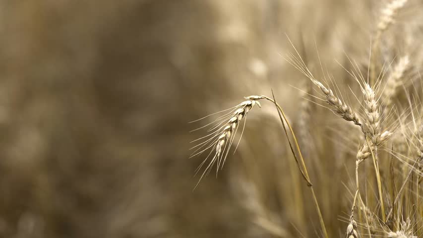 Фото - Цены на пшеницу в мире подскочили