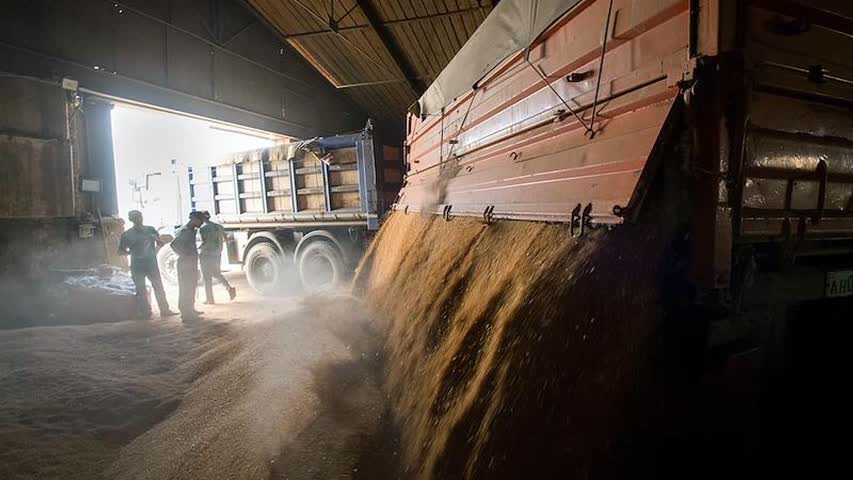 Фото - Российские экспортеры зерна столкнулись с проблемой
